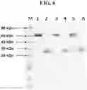 Fig. 09 - Hetero-Dimeric Immunoglobulins
