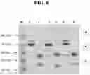 Fig. 13 - Hetero-Dimeric Immunoglobulins