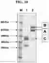 Fig. 15 - Hetero-Dimeric Immunoglobulins