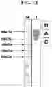 Fig. 19 - Hetero-Dimeric Immunoglobulins