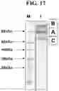 Fig. 23 - Hetero-Dimeric Immunoglobulins