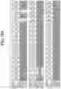 Fig. 25 - Hetero-Dimeric Immunoglobulins