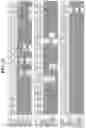 Fig. 43 - Hetero-Dimeric Immunoglobulins