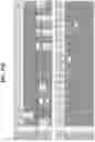 Fig. 47 - Hetero-Dimeric Immunoglobulins