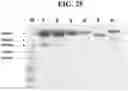 Fig. 51 - Hetero-Dimeric Immunoglobulins