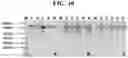 Fig. 57 - Hetero-Dimeric Immunoglobulins