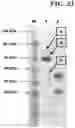 Fig. 60 - Hetero-Dimeric Immunoglobulins