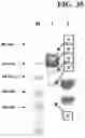 Fig. 62 - Hetero-Dimeric Immunoglobulins