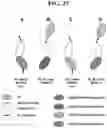 Fig. 64 - Hetero-Dimeric Immunoglobulins