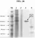 Fig. 65 - Hetero-Dimeric Immunoglobulins