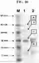 Fig. 67 - Hetero-Dimeric Immunoglobulins