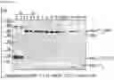 Fig. 05 - Split intein compositions