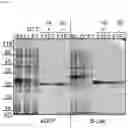 Fig. 07 - Split intein compositions
