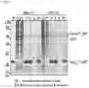 Fig. 09 - Split intein compositions