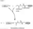 Fig. 10 - Split intein compositions