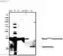 Fig. 15 - Split intein compositions
