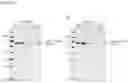 Fig. 33 - Split intein compositions