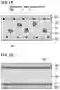 Fig. 02 - Liquid crystal display device