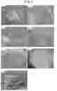 Fig. 05 - Film composition containing a tannic acid derivative and process for producing said film composition