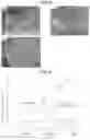 Fig. 06 - Film composition containing a tannic acid derivative and process for producing said film composition