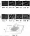 Fig. 12 - Additive manufacturing of functional myocardial tissue