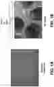 Fig. 02 - CHEMICAL DIFFERENTIATION OF PLURIPOTENT STEM CELLS INTO RETINAL EPITHELIAL CELLS