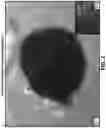 Fig. 04 - CHEMICAL DIFFERENTIATION OF PLURIPOTENT STEM CELLS INTO RETINAL EPITHELIAL CELLS