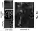 Fig. 04 - STEM CELL-DERIVED ASTROCYTES, METHODS OF MAKING AND METHODS OF USE