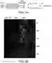 Fig. 07 - STEM CELL-DERIVED ASTROCYTES, METHODS OF MAKING AND METHODS OF USE