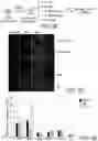 Fig. 08 - STEM CELL-DERIVED ASTROCYTES, METHODS OF MAKING AND METHODS OF USE