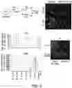 Fig. 10 - STEM CELL-DERIVED ASTROCYTES, METHODS OF MAKING AND METHODS OF USE