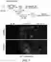 Fig. 19 - STEM CELL-DERIVED ASTROCYTES, METHODS OF MAKING AND METHODS OF USE