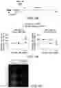 Fig. 23 - STEM CELL-DERIVED ASTROCYTES, METHODS OF MAKING AND METHODS OF USE