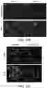 Fig. 27 - STEM CELL-DERIVED ASTROCYTES, METHODS OF MAKING AND METHODS OF USE