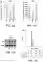 Fig. 34 - STEM CELL-DERIVED ASTROCYTES, METHODS OF MAKING AND METHODS OF USE