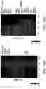 Fig. 45 - STEM CELL-DERIVED ASTROCYTES, METHODS OF MAKING AND METHODS OF USE