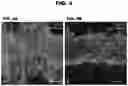 Fig. 05 - CARDIAC TISSUE MODELS AND METHODS OF USE THEREOF