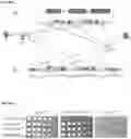 Fig. 02 - Compositions and methods for controlling microbial growth