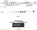Fig. 02 - DNA polymerases from the red sea brine pool