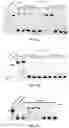 Fig. 04 - DNA polymerases from the red sea brine pool