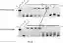 Fig. 05 - DNA polymerases from the red sea brine pool