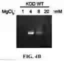 Fig. 06 - DNA polymerases from the red sea brine pool