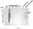 Fig. 09 - DNA polymerases from the red sea brine pool