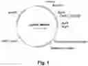 Fig. 02 - POLYPEPTIDES HAVING CELLULOLYTIC ENHANCING ACTIVITY AND POLYNUCLEOTIDES ENCODING SAME
