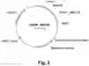 Fig. 03 - POLYPEPTIDES HAVING CELLULOLYTIC ENHANCING ACTIVITY AND POLYNUCLEOTIDES ENCODING SAME