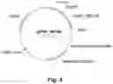 Fig. 05 - POLYPEPTIDES HAVING CELLULOLYTIC ENHANCING ACTIVITY AND POLYNUCLEOTIDES ENCODING SAME