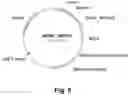 Fig. 06 - POLYPEPTIDES HAVING CELLULOLYTIC ENHANCING ACTIVITY AND POLYNUCLEOTIDES ENCODING SAME