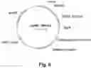 Fig. 07 - POLYPEPTIDES HAVING CELLULOLYTIC ENHANCING ACTIVITY AND POLYNUCLEOTIDES ENCODING SAME