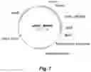 Fig. 08 - POLYPEPTIDES HAVING CELLULOLYTIC ENHANCING ACTIVITY AND POLYNUCLEOTIDES ENCODING SAME