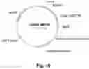 Fig. 11 - POLYPEPTIDES HAVING CELLULOLYTIC ENHANCING ACTIVITY AND POLYNUCLEOTIDES ENCODING SAME